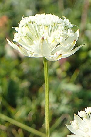 Astrantia bavarica \ Bayerische Sterndolde / Bavarian Masterwort, Slowenien/Slovenia Koschuta, Planina Pungrat 6.7.2019