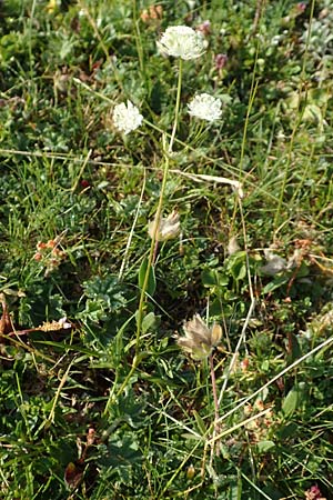Astrantia bavarica \ Bayerische Sterndolde / Bavarian Masterwort, Slowenien/Slovenia Koschuta, Planina Pungrat 6.7.2019
