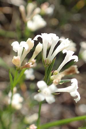 Asperula cynanchica \ Hgel-Meier / Squinancy Wort, Slowenien/Slovenia Koschuta, Planina Pungrat 6.7.2019
