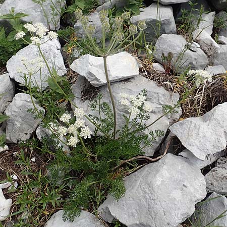 Athamanta cretensis \ Gewhnliche Augenwurz, Alpen-Augenwurz / Candy Carrot, Slowenien/Slovenia Koschuta, Planina Pungrat 6.7.2019