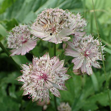 Astrantia major subsp. involucrata \ Krntner Sterndolde / Carinthian Masterwort, Slowenien/Slovenia Loibl-Pass 8.7.2019