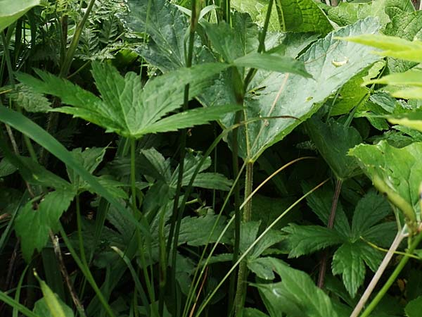 Astrantia major subsp. involucrata \ Krntner Sterndolde / Carinthian Masterwort, Slowenien/Slovenia Loibl-Pass 8.7.2019