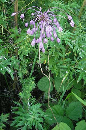 Allium carinatum \ Gekielter Lauch / Keeled Garlic, Slowenien/Slovenia Kozina 31.7.2011