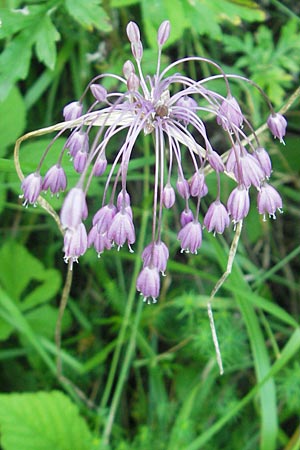 Allium carinatum \ Gekielter Lauch / Keeled Garlic, Slowenien/Slovenia Kozina 31.7.2011