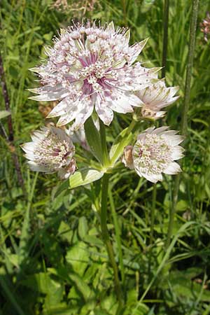 Astrantia major \ Groe Sterndolde / Great Masterwort, Slowenien/Slovenia Nova Vas 27.6.2010
