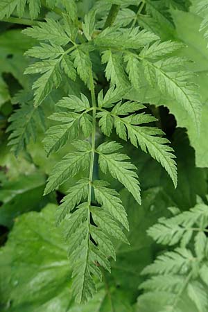 Anthriscus sylvestris \ Wiesen-Kerbel / Cow Parsley, Slowenien/Slovenia Loibl-Pass 8.7.2019