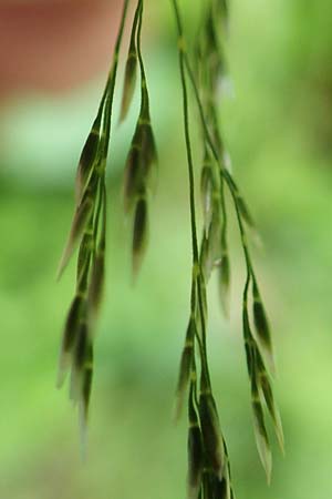 Agrostis stolonifera \ Weies Straugras / Creeping Bentgrass, Slowenien/Slovenia Medvodje 9.7.2019