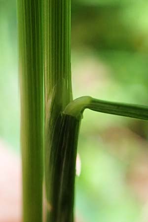Agrostis stolonifera \ Weies Straugras / Creeping Bentgrass, Slowenien/Slovenia Medvodje 9.7.2019
