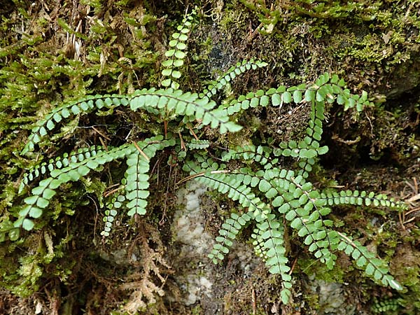Asplenium trichomanes subsp. quadrivalens \ Tetraploider Brauner Streifenfarn, Gewhnlicher Brauner Streifenfarn / Tetraploid Spleenwort, Slowenien/Slovenia Tric 9.7.2019