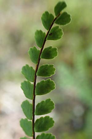 Asplenium trichomanes subsp. quadrivalens \ Tetraploider Brauner Streifenfarn, Gewhnlicher Brauner Streifenfarn / Tetraploid Spleenwort, Slowenien/Slovenia Tric 9.7.2019