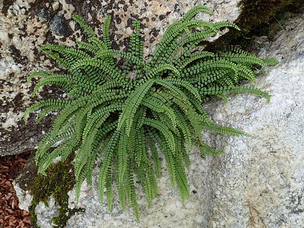 Asplenium trichomanes subsp. quadrivalens \ Tetraploider Brauner Streifenfarn, Gewhnlicher Brauner Streifenfarn / Tetraploid Spleenwort, Slowenien/Slovenia Tric 9.7.2019