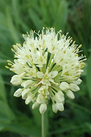 Allium victorialis \ Allermannsharnisch / Alpine Leek, Slowenien/Slovenia Koschuta, Planina Pungrat 6.7.2019