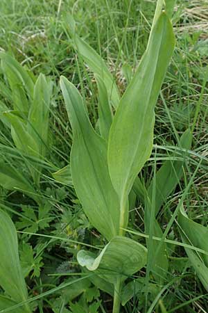 Allium victorialis \ Allermannsharnisch / Alpine Leek, Slowenien/Slovenia Koschuta, Planina Pungrat 6.7.2019