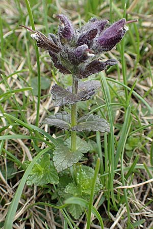 Bartsia alpina \ Alpenhelm / Velvetbells, Slowenien/Slovenia Koschuta 7.7.2019