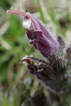Bartsia alpina \ Alpenhelm / Velvetbells, Slowenien/Slovenia Koschuta 7.7.2019
