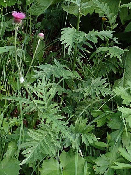 Carduus carduelis \ Stieglitz-Ringdistel / Southeastern Thistle, Slowenien/Slovenia Loibl-Pass 8.7.2019