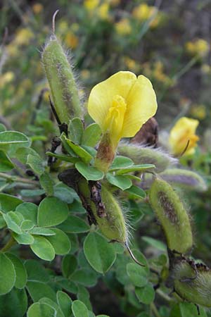 Cytisus supinus \ Niedriger Zwergginster, Kopf-Geiklee / Clustered Broom, Slowenien/Slovenia Postojna 27.6.2010