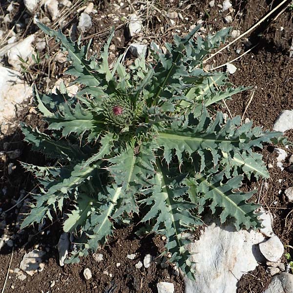 Carduus defloratus subsp. crassifolius \ Dickbl&auml;ttrige Alpen-Distel / Thick-Leaved Alpine Thistle, Slowenien/Slovenia Koschuta 7.7.2019