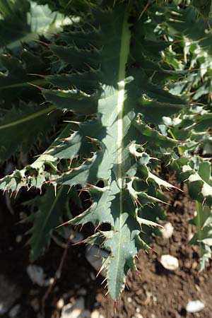 Carduus defloratus subsp. crassifolius \ Dickbl&auml;ttrige Alpen-Distel / Thick-Leaved Alpine Thistle, Slowenien/Slovenia Koschuta 7.7.2019
