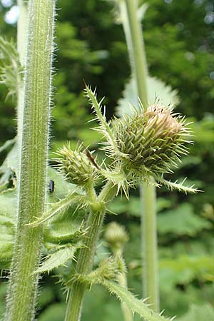 Cirsium carniolicum \ Krainer Kratzdistel, Slowenien Loibl-Pass 8.7.2019