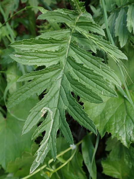 Carduus carduelis \ Stieglitz-Ringdistel / Southeastern Thistle, Slowenien/Slovenia Loibl-Pass 8.7.2019