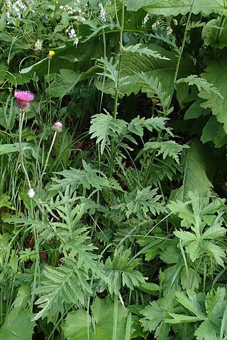 Carduus carduelis \ Stieglitz-Ringdistel / Southeastern Thistle, Slowenien/Slovenia Loibl-Pass 8.7.2019