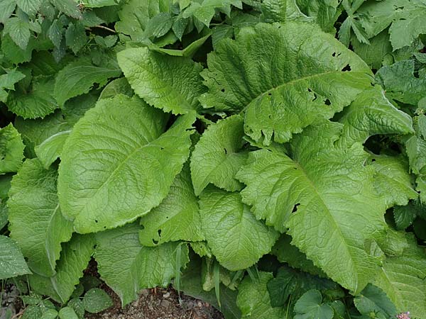 Cirsium carniolicum \ Krainer Kratzdistel, Slowenien Loibl-Pass 8.7.2019