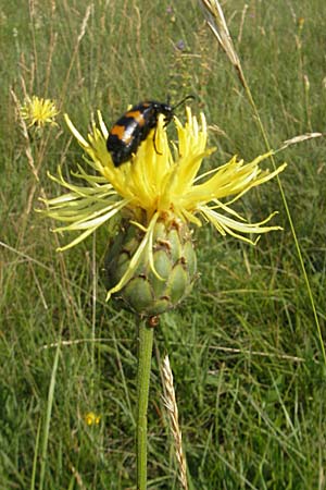 Centaurea dichroantha \ Zweifarbige Flockenblume / Bicolored Knapweed, Slowenien/Slovenia Se�ana 27.6.2010