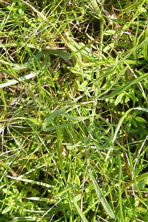 Centaurea dichroantha \ Zweifarbige Flockenblume / Bicolored Knapweed, Slowenien/Slovenia Se�ana 27.6.2010