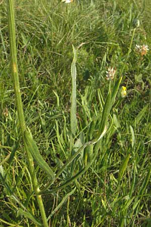 Centaurea dichroantha \ Zweifarbige Flockenblume / Bicolored Knapweed, Slowenien/Slovenia Se�ana 27.6.2010