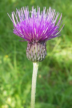 Cirsium pannonicum \ Ungarische Kratzdistel / Hungarian Thistle, Slowenien/Slovenia Nova Vas 27.6.2010