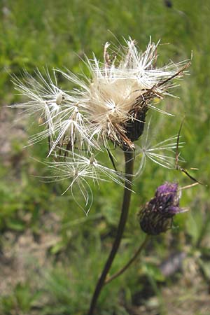 Cirsium pannonicum \ Ungarische Kratzdistel / Hungarian Thistle, Slowenien/Slovenia Nova Vas 27.6.2010