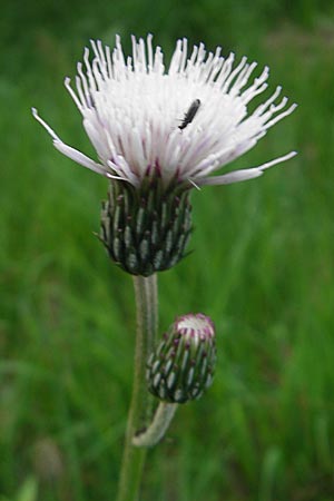 Cirsium pannonicum \ Ungarische Kratzdistel / Hungarian Thistle, Slowenien/Slovenia Nova Vas 27.6.2010