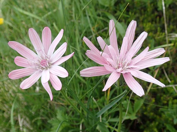 Scorzonera rosea \ Rosenrote Schwarzwurzel / Rosy Viper's Grass, Slowenien/Slovenia Koschuta, Planina Pungrat 6.7.2019