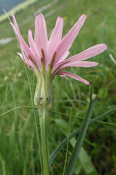 Scorzonera rosea \ Rosenrote Schwarzwurzel / Rosy Viper's Grass, Slowenien/Slovenia Koschuta, Planina Pungrat 6.7.2019
