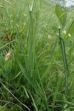 Scorzonera rosea \ Rosenrote Schwarzwurzel / Rosy Viper's Grass, Slowenien/Slovenia Koschuta, Planina Pungrat 6.7.2019
