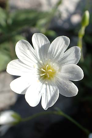 Cerastium arvense subsp. strictum \ Steifes Acker-Hornkraut / American Field Mouse-Ear, Slowenien/Slovenia Koschuta, Planina Pungrat 6.7.2019