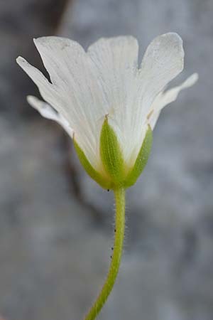 Cerastium arvense subsp. strictum \ Steifes Acker-Hornkraut / American Field Mouse-Ear, Slowenien/Slovenia Koschuta, Planina Pungrat 6.7.2019