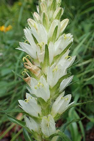 Campanula thyrsoides \ Strau-Glockenblume / Yellow Bellflower, Slowenien/Slovenia Loibl-Pass 8.7.2019