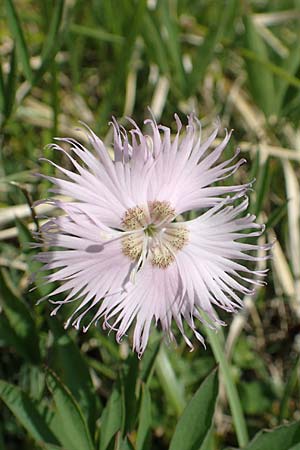 Dianthus sternbergii \ Dolomiten-Nelke, Sternbergs Nelke / Sternberg's Pink, Slowenien/Slovenia Koschuta 7.7.2019