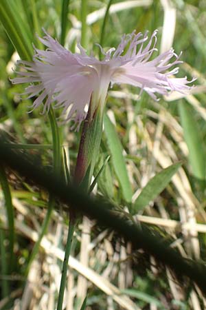 Dianthus sternbergii \ Dolomiten-Nelke, Sternbergs Nelke / Sternberg's Pink, Slowenien/Slovenia Koschuta 7.7.2019