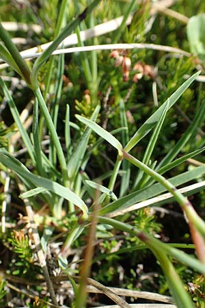 Dianthus sternbergii \ Dolomiten-Nelke, Sternbergs Nelke / Sternberg's Pink, Slowenien/Slovenia Koschuta 7.7.2019