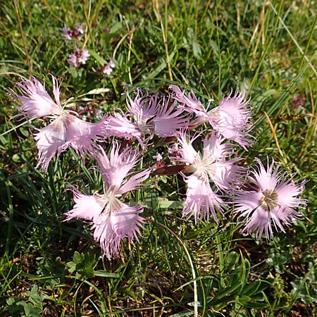Dianthus sternbergii \ Dolomiten-Nelke, Sternbergs Nelke / Sternberg's Pink, Slowenien/Slovenia Koschuta, Planina Pungrat 6.7.2019