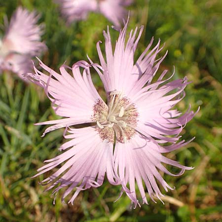 Dianthus sternbergii \ Dolomiten-Nelke, Sternbergs Nelke / Sternberg's Pink, Slowenien/Slovenia Koschuta, Planina Pungrat 6.7.2019