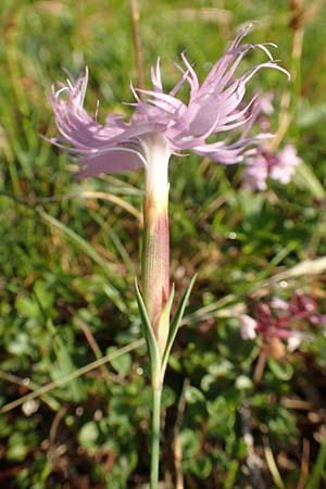 Dianthus sternbergii \ Dolomiten-Nelke, Sternbergs Nelke / Sternberg's Pink, Slowenien/Slovenia Koschuta, Planina Pungrat 6.7.2019