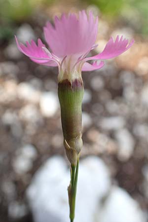 Dianthus sylvestris \ Stein-Nelke / Wood Pink, Slowenien/Slovenia Koschuta 7.7.2019