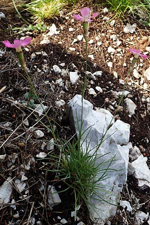 Dianthus sylvestris \ Stein-Nelke / Wood Pink, Slowenien/Slovenia Koschuta 7.7.2019