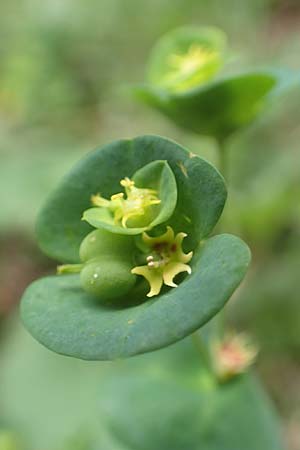 Euphorbia amygdaloides \ Mandelblttrige Wolfsmilch / Mediterranean Spurge, Slowenien/Slovenia Koschuta 7.7.2019