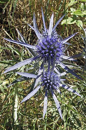 Eryngium amethystinum \ Stahlblaue Mannstreu / Italian Eryngo, Slowenien/Slovenia Postojna 14.7.2007