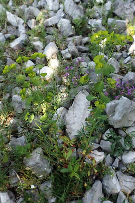 Euphorbia triflora subsp. kerneri \ Kerners Wolfsmilch / Kerner's Spurge, Slowenien/Slovenia Koschuta, Planina Pungrat 6.7.2019